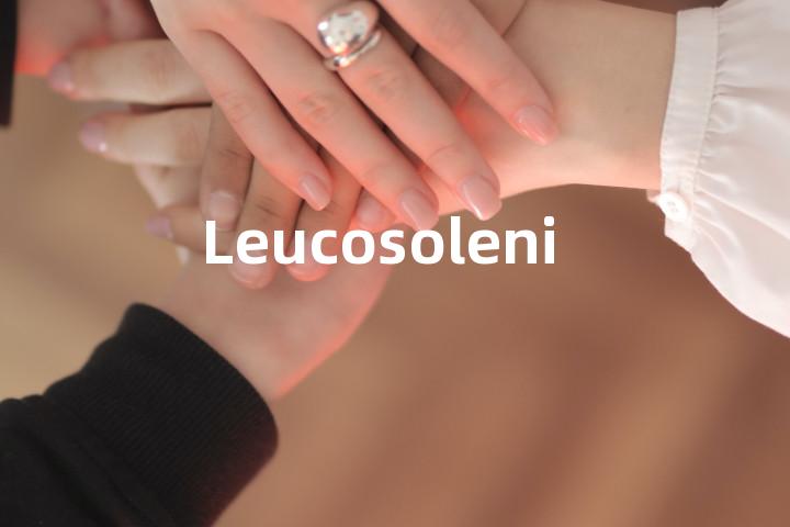 Leucosoleniida