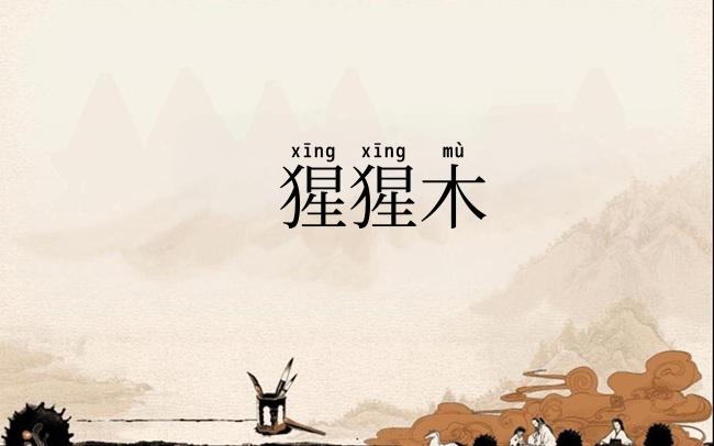 猩猩木