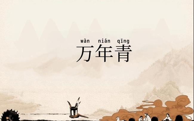 万年青