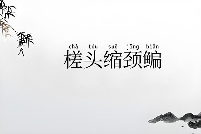 槎头缩颈鳊