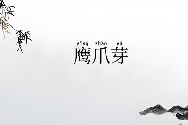 鹰爪芽